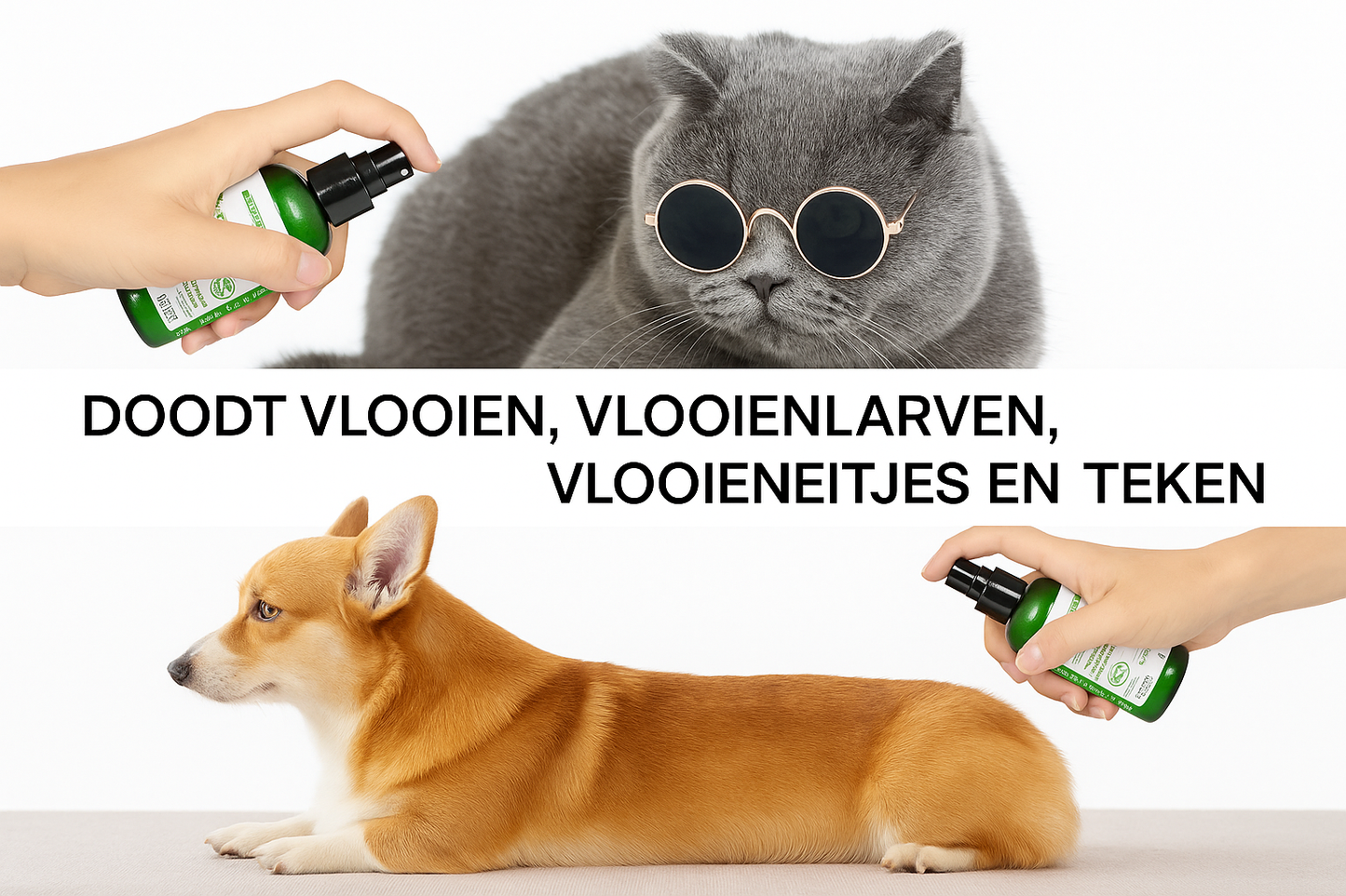 Doodt vlooien, vlooienlarven, vlooieneitjes en teken