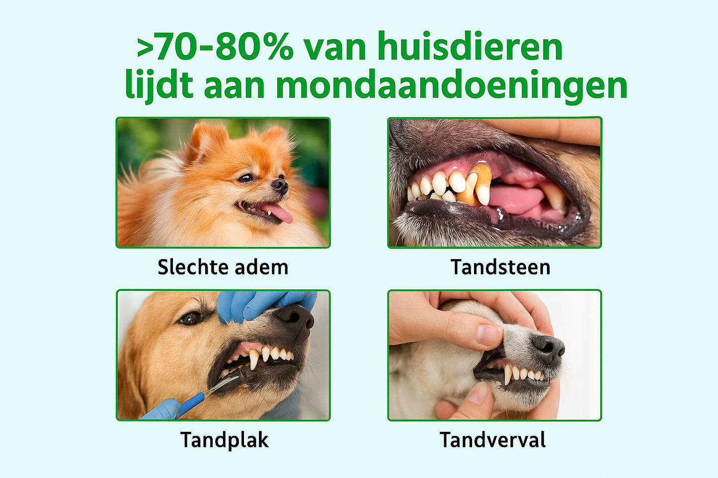 Nederlandse tandproblemen infographic